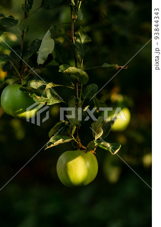 A green apple hangs on a tree with leaves. Agriculture, agronomy, industry A green apple hangs on a tree with leaves. Agriculture, agronomy, industry 93844343