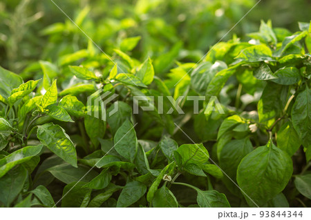 Pepper leaves on the beds in the garden. Gardening Pepper leaves on the beds in the garden. Gardening 93844344