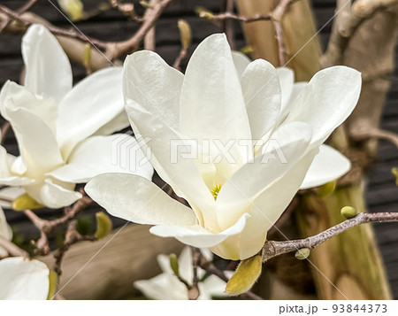 早春のこぶしの花 早春のこぶしの花 93844373