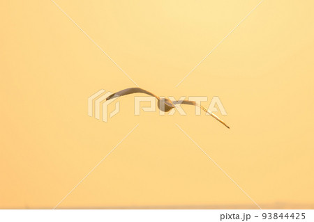 Silhouette of seagulls flying in the sky with orange sunset light. 93844425