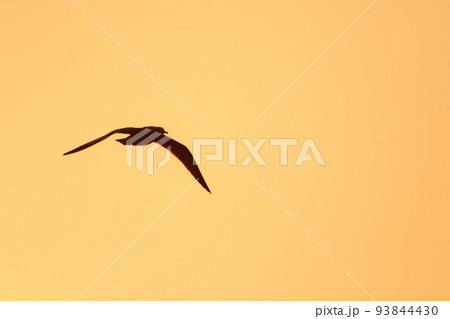 Silhouette of seagulls flying in the sky with orange sunset light. Silhouette of seagulls flying in the sky with orange sunset light. 93844430