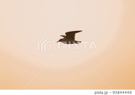 Silhouette of seagulls flying in the sky with orange sunset light. Silhouette of seagulls flying in the sky with orange sunset light. 93844449
