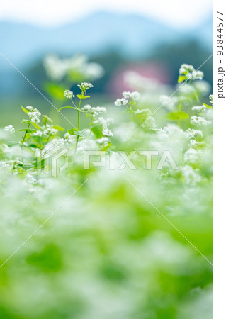 そばの花（蒜山高原） 93844577