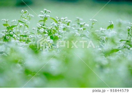 そばの花（蒜山高原） 93844579
