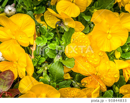 雨上がりの黄色いパンジーの花 雨上がりの黄色いパンジーの花 93844833