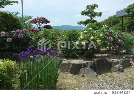 徳島 密厳寺の庭に咲くアヤメ 徳島 密厳寺の庭に咲くアヤメ 93844834