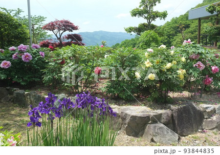 徳島 密厳寺の庭に咲くアヤメ 徳島 密厳寺の庭に咲くアヤメ 93844835