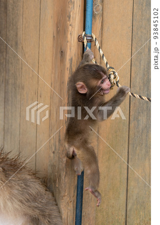 京都の嵐山モンキーパークのニホンザルの子どもが遊んでいる 93845102