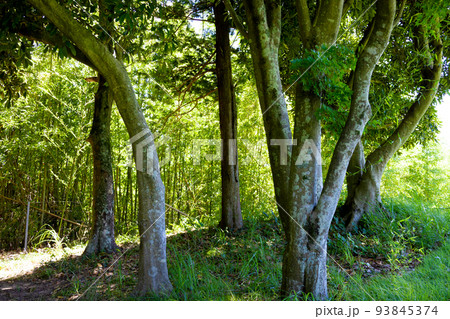青空のゴルフ場・コース場外のOB、アウトオブバウンズの林の木々と木漏れ日（千葉県木更津市） 93845374