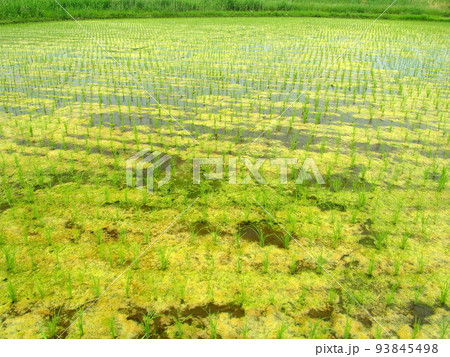 藻の発生した植田風景 藻の発生した植田風景 93845498