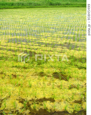 藻の発生した植田風景 藻の発生した植田風景 93845499