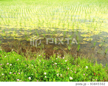 白詰め草咲く畦と藻の発生した植田風景 白詰め草咲く畦と藻の発生した植田風景 93845502