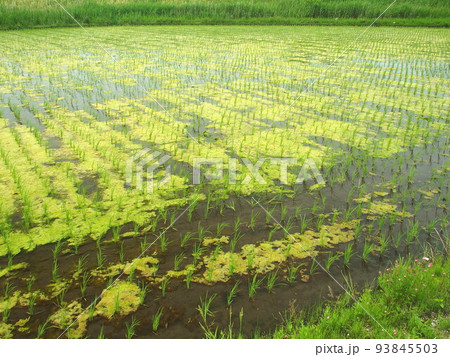 藻の発生した植田風景 藻の発生した植田風景 93845503