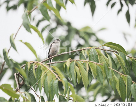公園のエナガ 公園のエナガ 93845583