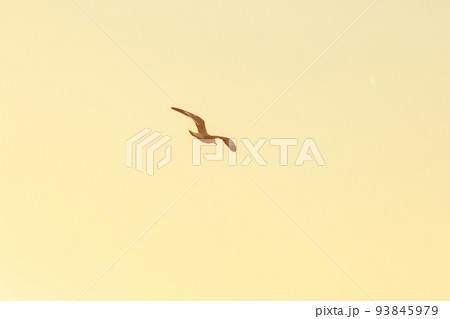 Silhouette of seagulls flying in the sky with orange sunset light. 93845979