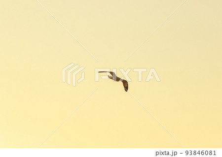 Silhouette of seagulls flying in the sky with orange sunset light. 93846081
