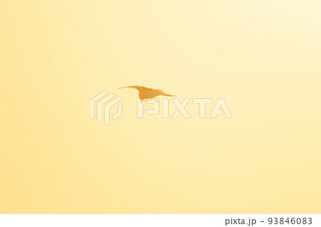 Silhouette of seagulls flying in the sky with orange sunset light. 93846083