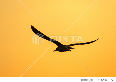 Silhouette of seagulls flying in the sky with orange sunset light. 93846115