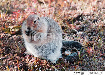野生のプレーリードッグ　Wild Prairie Dog in Denali Mountains 93846164