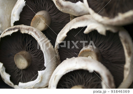 mashrooms 93846369