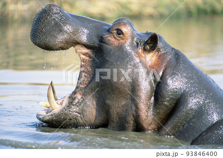 hippopotamus hippopotamus 93846400