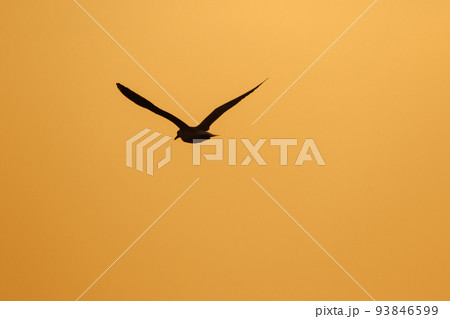 Silhouette of seagulls flying in the sky with orange sunset light. Silhouette of seagulls flying in the sky with orange sunset light. 93846599