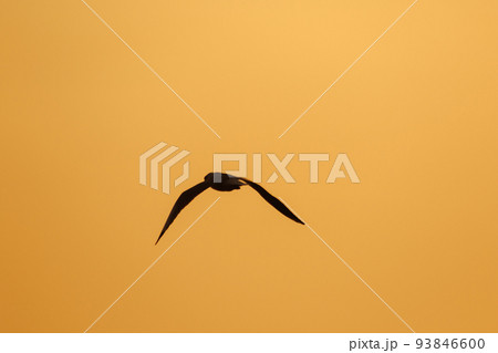 Silhouette of seagulls flying in the sky with orange sunset light. Silhouette of seagulls flying in the sky with orange sunset light. 93846600