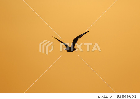 Silhouette of seagulls flying in the sky with orange sunset light. Silhouette of seagulls flying in the sky with orange sunset light. 93846601