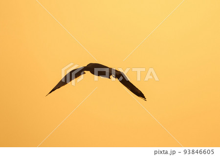 Silhouette of seagulls flying in the sky with orange sunset light. 93846605