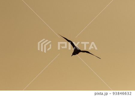 Silhouette of seagulls flying in the sky with orange sunset light. 93846632