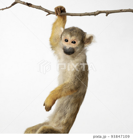 Macaque Macaque 93847109