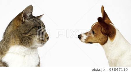 Close-up portrait of a cat and dog 93847110