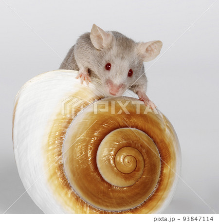 gray mouse 93847114
