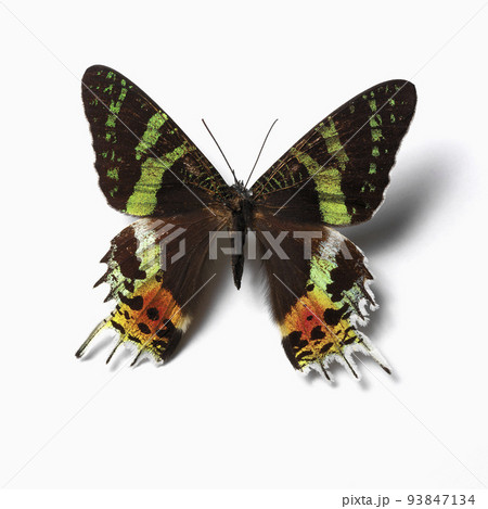Isolated Butterfly 93847134