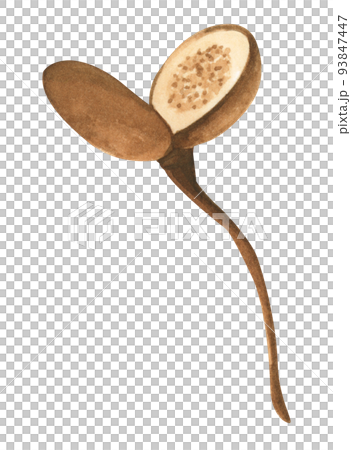 Floral. Watercolor illustration. 93847447