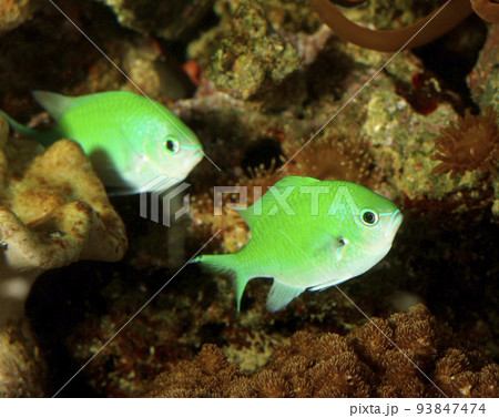 Clown fish in the coral reef Clown fish in the coral reef 93847474
