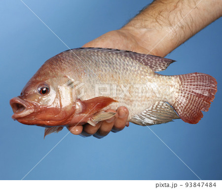 fish in hand 93847484