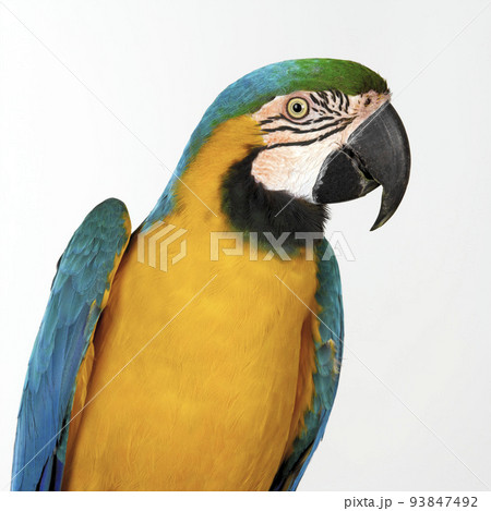 colorful parrot 93847492