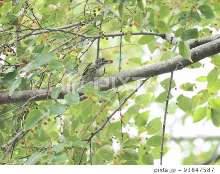 公園のエノキの実をついばむコゲラ 公園のエノキの実をついばむコゲラ 93847587