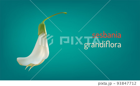 realistic white vegetable humming bird sesban agasta (sesbania grandiflora flower). vector illustration eps10 93847712