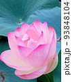 蓮の花 93848104