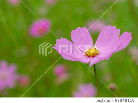 コスモス コスモス 93848110