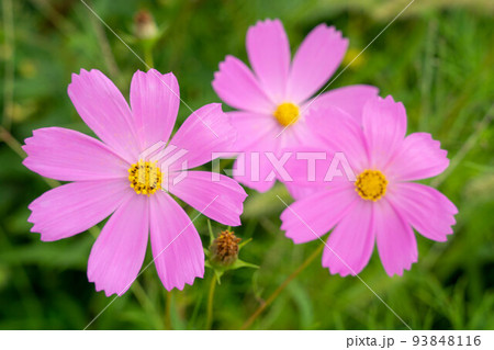 コスモス コスモス 93848116