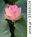 蓮の花 93848126