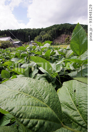 丹波黒（黒大豆）の葉っぱ　9月上旬　広角レンズ 93848129