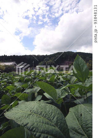 丹波黒(黒大豆)の葉っぱ 9月上旬 広角レンズ 丹波黒(黒大豆)の葉っぱ 9月上旬 広角レンズ 93848131
