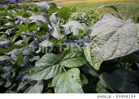 丹波黒(黒大豆)の葉っぱ 9月上旬 広角レンズ 丹波黒(黒大豆)の葉っぱ 9月上旬 広角レンズ 93848134