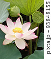 蓮の花 93848155