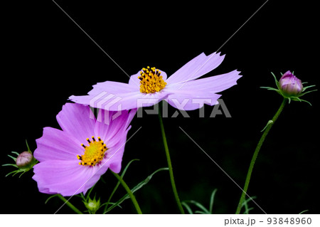 写真　黒バックに映えるコスモスの花　洋服焼き物の絵付けに成るコスモスの花 93848960