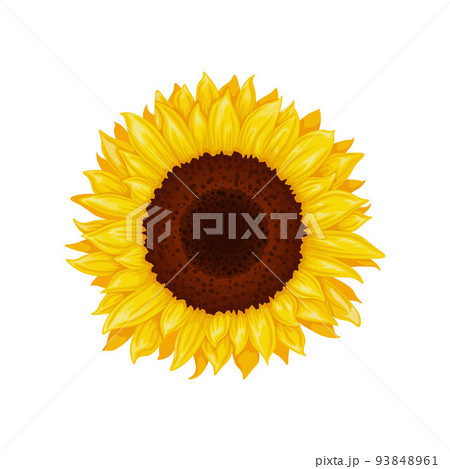 Sunflower. Image of a sunflower flower. Yellow sunflower. Bright yellow sunny flower. Vector illustration isolated on a white background Sunflower. Image of a sunflower flower. Yellow sunflower. Bright yellow sunny flower. Vector illustration isolated on a white background 93848961